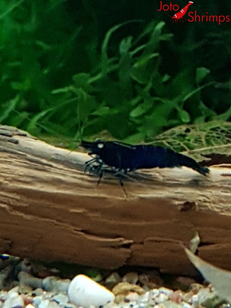 Royal Blue Tiger